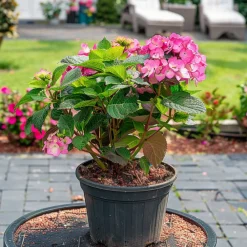 Plant In A Box - Hortensia - hydrangea paniculata 'dare devil' - hauteur 25-40cm - ⌀19cm Outlet