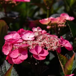 Plant In A Box - Hortensia - hydrangea paniculata 'dare devil' - hauteur 25-40cm - ⌀19cm Outlet
