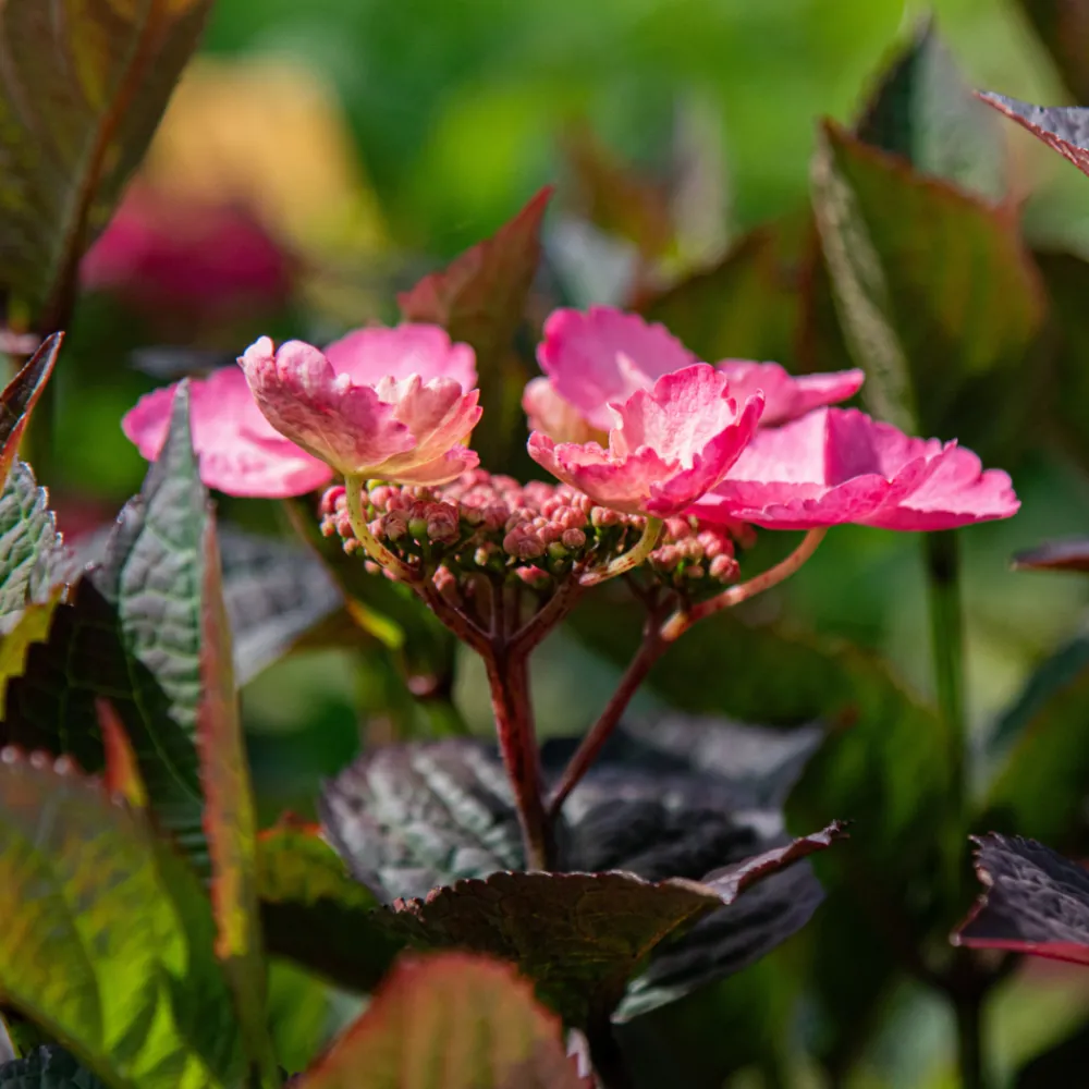 Plant In A Box - Hortensia - hydrangea paniculata 'dare devil' - hauteur 25-40cm - ⌀19cm Outlet