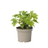 Plant In A Box - Hortensia - hydrangea paniculata 'toy soldier' - hauteur 25-40cm - ⌀19cm Discount