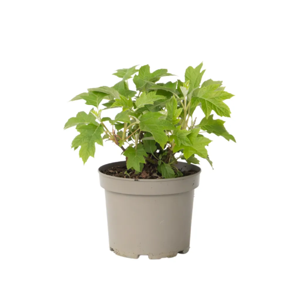 Plant In A Box - Hortensia - hydrangea paniculata 'toy soldier' - hauteur 25-40cm - ⌀19cm Discount