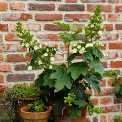 Plant In A Box - Hortensia - hydrangea paniculata 'toy soldier' - hauteur 25-40cm - ⌀19cm Discount