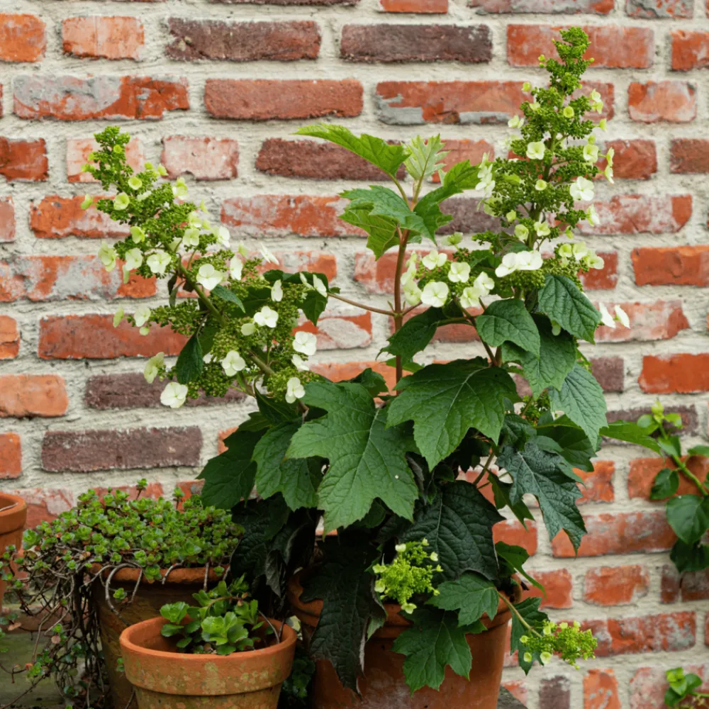 Plant In A Box - Hortensia - hydrangea paniculata 'toy soldier' - hauteur 25-40cm - ⌀19cm Discount