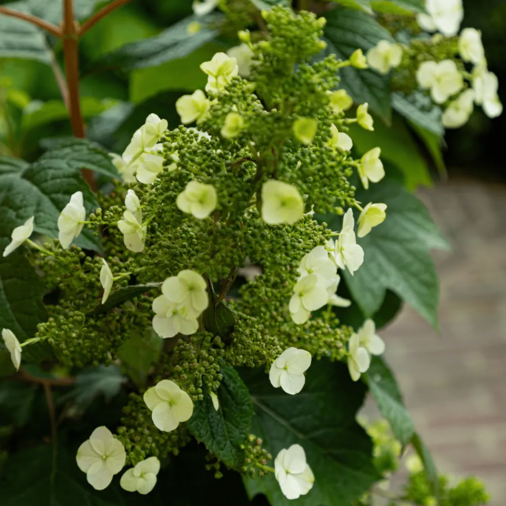Plant In A Box - Hortensia - hydrangea paniculata 'toy soldier' - hauteur 25-40cm - ⌀19cm Discount