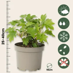 Plant In A Box - Hortensia - hydrangea paniculata 'toy soldier' - hauteur 25-40cm - ⌀19cm Discount
