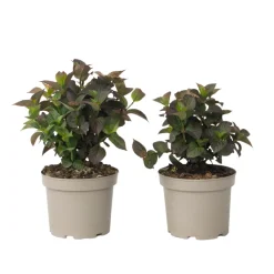 Plant In A Box - Hortensia - set de 2 - hydrangea 'dare devil' - hauteur 25-40cm - ⌀19cm New