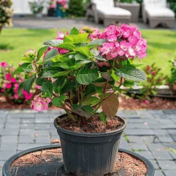 Plant In A Box - Hortensia - set de 2 - hydrangea 'dare devil' - hauteur 25-40cm - ⌀19cm New