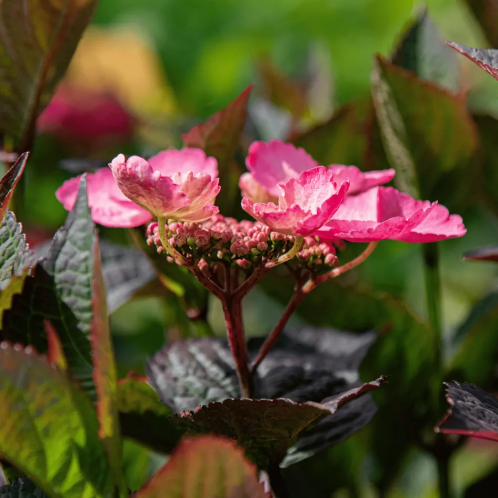 Plant In A Box - Hortensia - set de 2 - hydrangea 'dare devil' - hauteur 25-40cm - ⌀19cm New