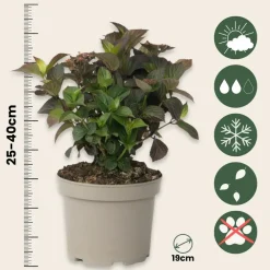 Plant In A Box - Hortensia - set de 2 - hydrangea 'dare devil' - hauteur 25-40cm - ⌀19cm New