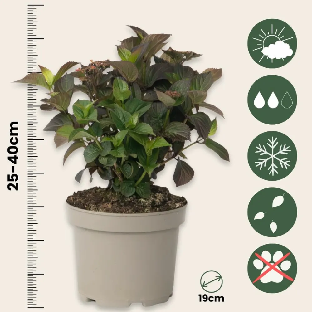 Plant In A Box - Hortensia - set de 2 - hydrangea 'dare devil' - hauteur 25-40cm - ⌀19cm New