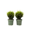 Plant In A Box Arbres Et Arbustes | - Houx crenelé - ilex crenata 'jenny' - hauteur 30-40cm - ⌀17cm