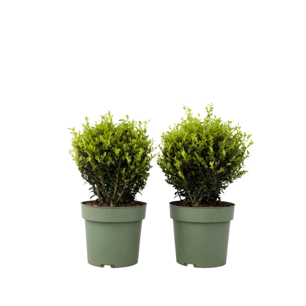 Plant In A Box Arbres Et Arbustes | - Houx crenelé - ilex crenata 'jenny' - hauteur 30-40cm - ⌀17cm
