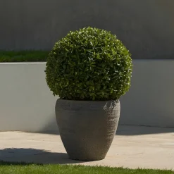 Plant In A Box Arbres Et Arbustes | - Houx crenelé - ilex crenata 'jenny' - hauteur 30-40cm - ⌀17cm