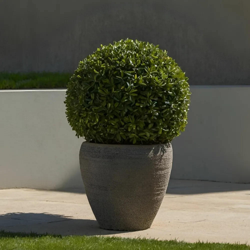 Plant In A Box Arbres Et Arbustes | - Houx crenelé - ilex crenata 'jenny' - hauteur 30-40cm - ⌀17cm