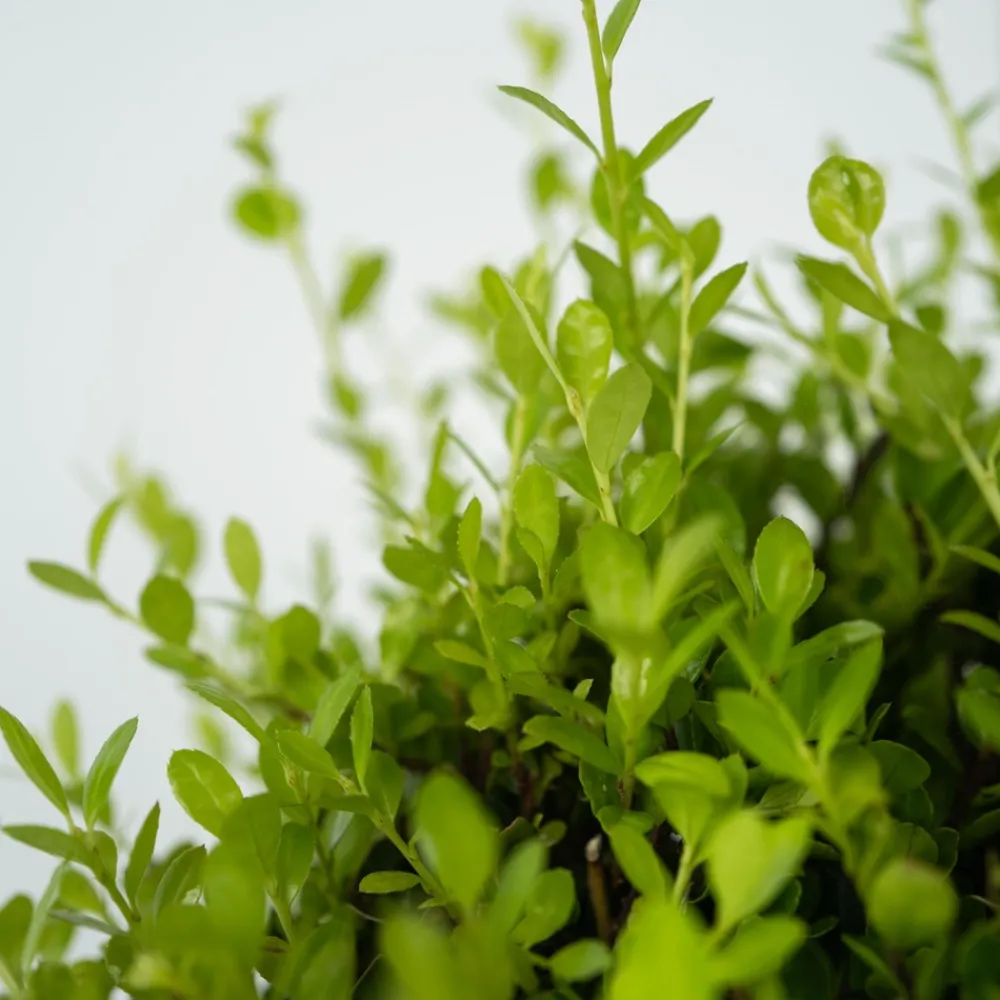 Plant In A Box Arbres Et Arbustes | - Houx crenelé - ilex crenata 'jenny' - hauteur 30-40cm - ⌀17cm