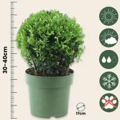 Plant In A Box Arbres Et Arbustes | - Houx crenelé - ilex crenata 'jenny' - hauteur 30-40cm - ⌀17cm