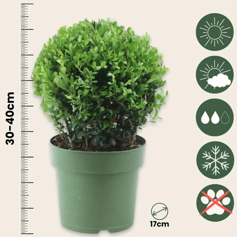 Plant In A Box Arbres Et Arbustes | - Houx crenelé - ilex crenata 'jenny' - hauteur 30-40cm - ⌀17cm