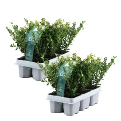 Plant In A Box - Houx crenelé - set de 12 - ilex crenata 'jenny' - hauteur 10-20cm - ⌀9cm Outlet