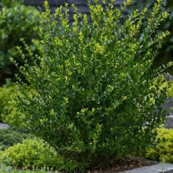 Plant In A Box - Houx crenelé - set de 12 - ilex crenata 'jenny' - hauteur 10-20cm - ⌀9cm Outlet