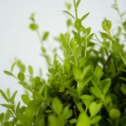 Plant In A Box - Houx crenelé - set de 12 - ilex crenata 'jenny' - hauteur 10-20cm - ⌀9cm Outlet