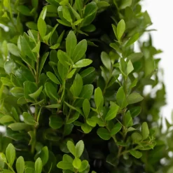 Plant In A Box - Houx crenelé - set de 12 - ilex crenata 'jenny' - hauteur 10-20cm - ⌀9cm Outlet