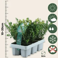 Plant In A Box - Houx crenelé - set de 12 - ilex crenata 'jenny' - hauteur 10-20cm - ⌀9cm Outlet