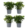 Plant In A Box - Jasmin du cap - set de 4 - gardenia jasminoides - hauteur 20-30cm - ⌀13cm Sale