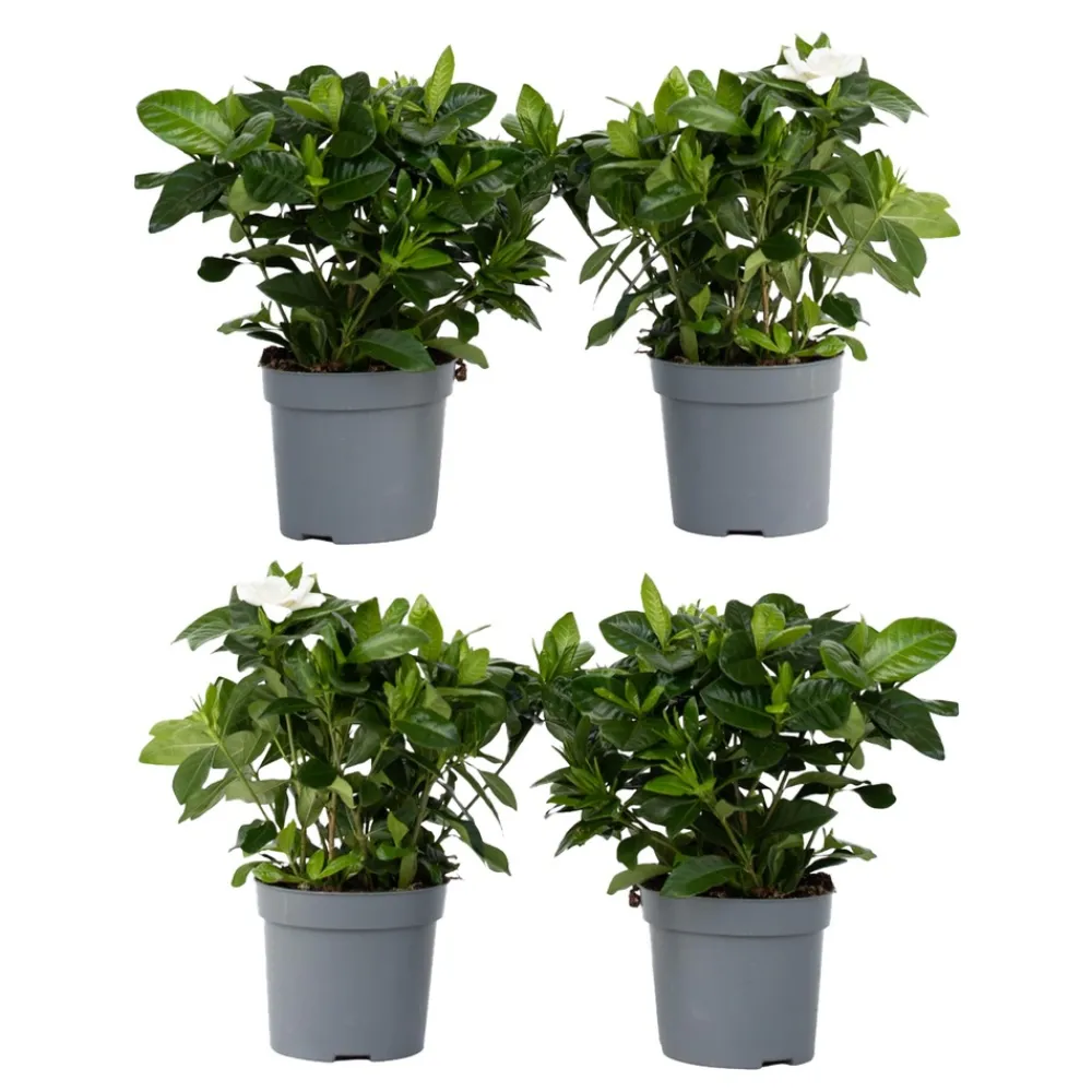 Plant In A Box - Jasmin du cap - set de 4 - gardenia jasminoides - hauteur 20-30cm - ⌀13cm Sale