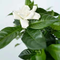 Plant In A Box - Jasmin du cap - set de 4 - gardenia jasminoides - hauteur 20-30cm - ⌀13cm Sale