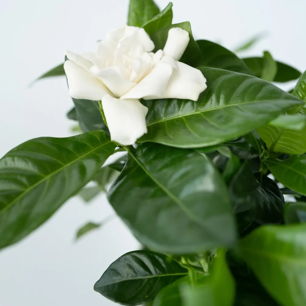 Plant In A Box - Jasmin du cap - set de 4 - gardenia jasminoides - hauteur 20-30cm - ⌀13cm Sale
