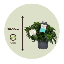 Plant In A Box - Jasmin du cap - set de 4 - gardenia jasminoides - hauteur 20-30cm - ⌀13cm Sale