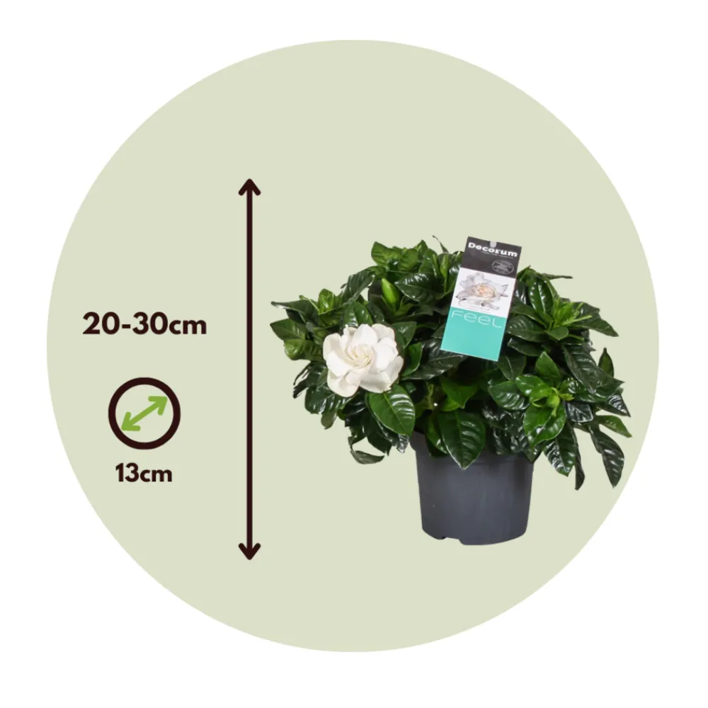 Plant In A Box - Jasmin du cap - set de 4 - gardenia jasminoides - hauteur 20-30cm - ⌀13cm Sale