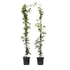 Plant In A Box - Jasmin étoilé - set de 2 - trachelospermum jasminoides - h110-120cm - ⌀17cm