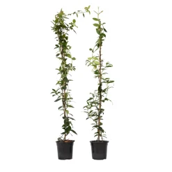 Plant In A Box - Jasmin étoilé - set de 2 - trachelospermum jasminoides - h110-120cm - ⌀17cm