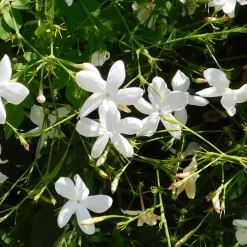 Plant In A Box - Jasmin étoilé - set de 2 - trachelospermum jasminoides - h110-120cm - ⌀17cm