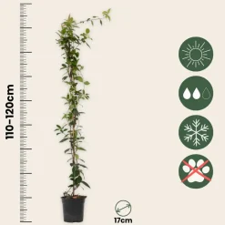 Plant In A Box - Jasmin étoilé - set de 2 - trachelospermum jasminoides - h110-120cm - ⌀17cm