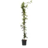 Plant In A Box - Jasmin étoilé - trachelospermum jasminoides - hauteur 110-120cm - ⌀17cm Hot