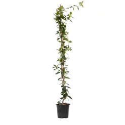 Plant In A Box - Jasmin étoilé - trachelospermum jasminoides - hauteur 110-120cm - ⌀17cm Hot