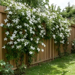 Plant In A Box - Jasmin étoilé - trachelospermum jasminoides - hauteur 110-120cm - ⌀17cm Hot