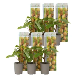 Plant In A Box Fruitiers Et Agrumes | - Kiwi - set de 6 - actinidia deliciosa 'jenny' - hauteur 20-40cm - ⌀9cm