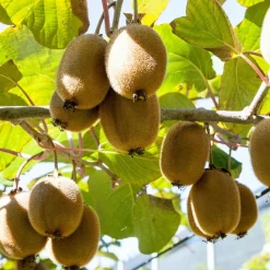 Plant In A Box Fruitiers Et Agrumes | - Kiwi - set de 6 - actinidia deliciosa 'jenny' - hauteur 20-40cm - ⌀9cm