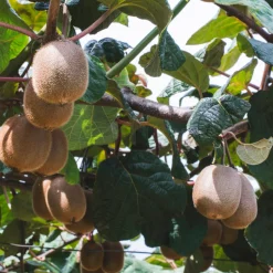 Plant In A Box Fruitiers Et Agrumes | - Kiwi - set de 6 - actinidia deliciosa 'jenny' - hauteur 20-40cm - ⌀9cm