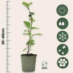 Plant In A Box Fruitiers Et Agrumes | - Kiwi - set de 6 - actinidia deliciosa 'jenny' - hauteur 20-40cm - ⌀9cm