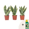 Plant In A Box Cactus Et Plantes Grasses | - Langue de belle-mère - set de 3 - sansevieria 'superba' - h35-40cm - ⌀12cm