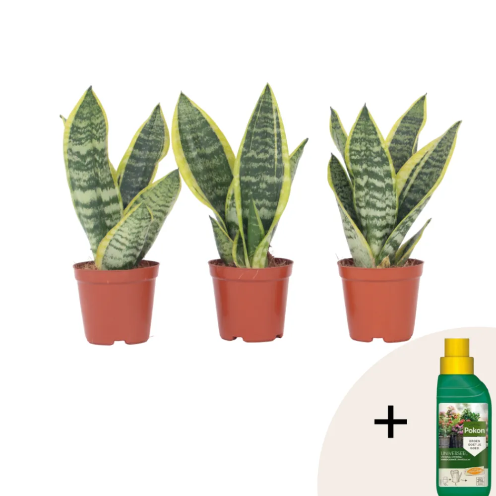Plant In A Box Cactus Et Plantes Grasses | - Langue de belle-mère - set de 3 - sansevieria 'superba' - h35-40cm - ⌀12cm