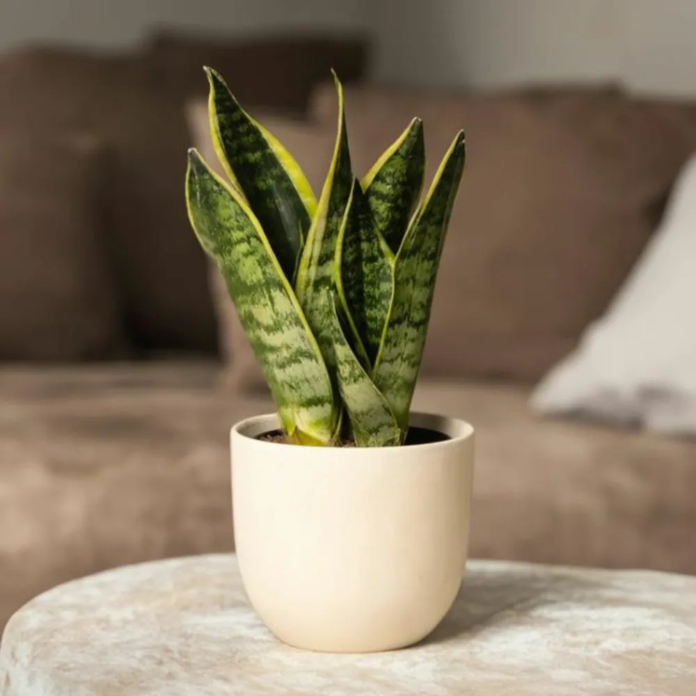 Plant In A Box Cactus Et Plantes Grasses | - Langue de belle-mère - set de 3 - sansevieria 'superba' - h35-40cm - ⌀12cm