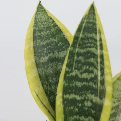 Plant In A Box Cactus Et Plantes Grasses | - Langue de belle-mère - set de 3 - sansevieria 'superba' - h35-40cm - ⌀12cm