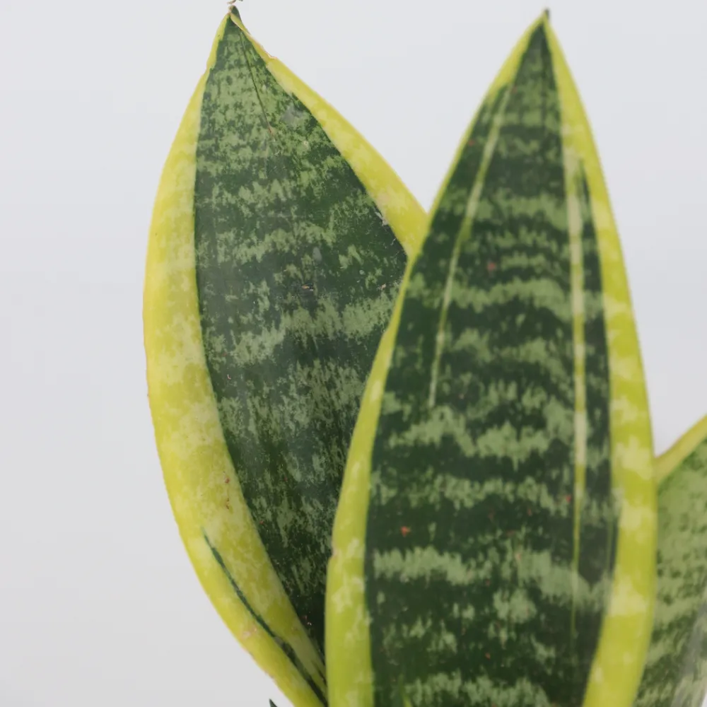 Plant In A Box Cactus Et Plantes Grasses | - Langue de belle-mère - set de 3 - sansevieria 'superba' - h35-40cm - ⌀12cm