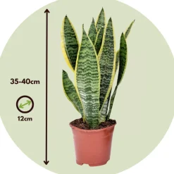 Plant In A Box Cactus Et Plantes Grasses | - Langue de belle-mère - set de 3 - sansevieria 'superba' - h35-40cm - ⌀12cm