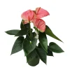 Plant In A Box Plantes Fleuries | - Langue de feu - anthurium 'sweet dream' - hauteur 35-45cm - ø12cm